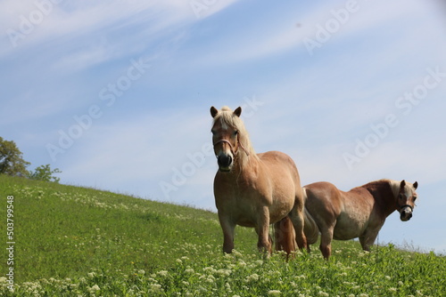 two happy couples Horses