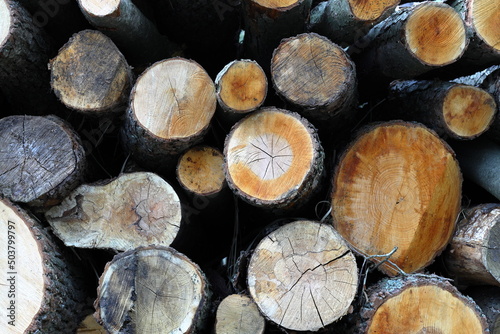 Stack of cut wood  woodpile