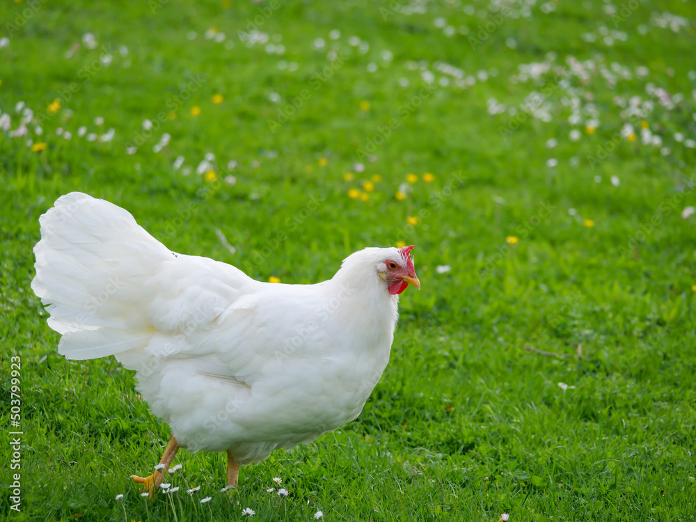 A white chicken walks leisurely on a green meadow A white chicken walks leisurely on a green meadow