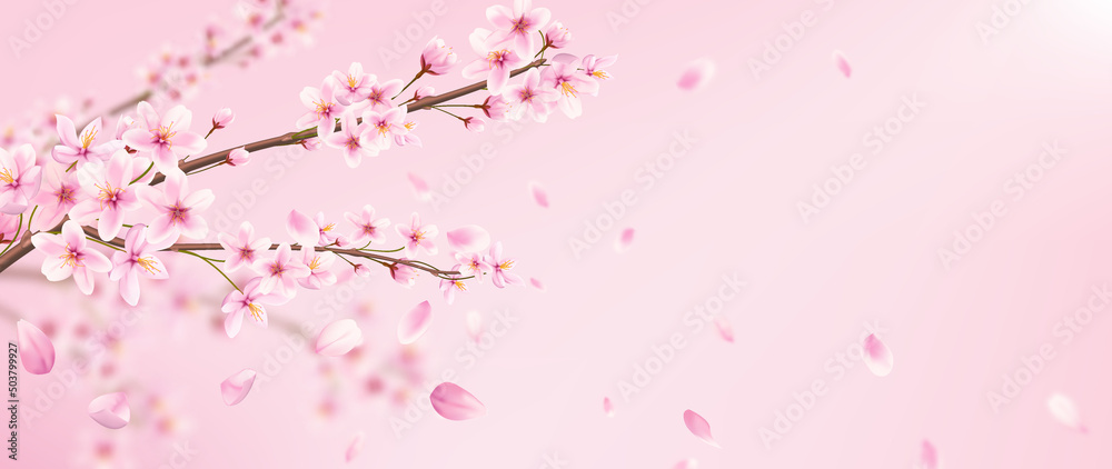 Art background with wild cherry flowers and petals in pink colors. Botanical banner with sakura branch for print design, packaging, decor, wallpaper.