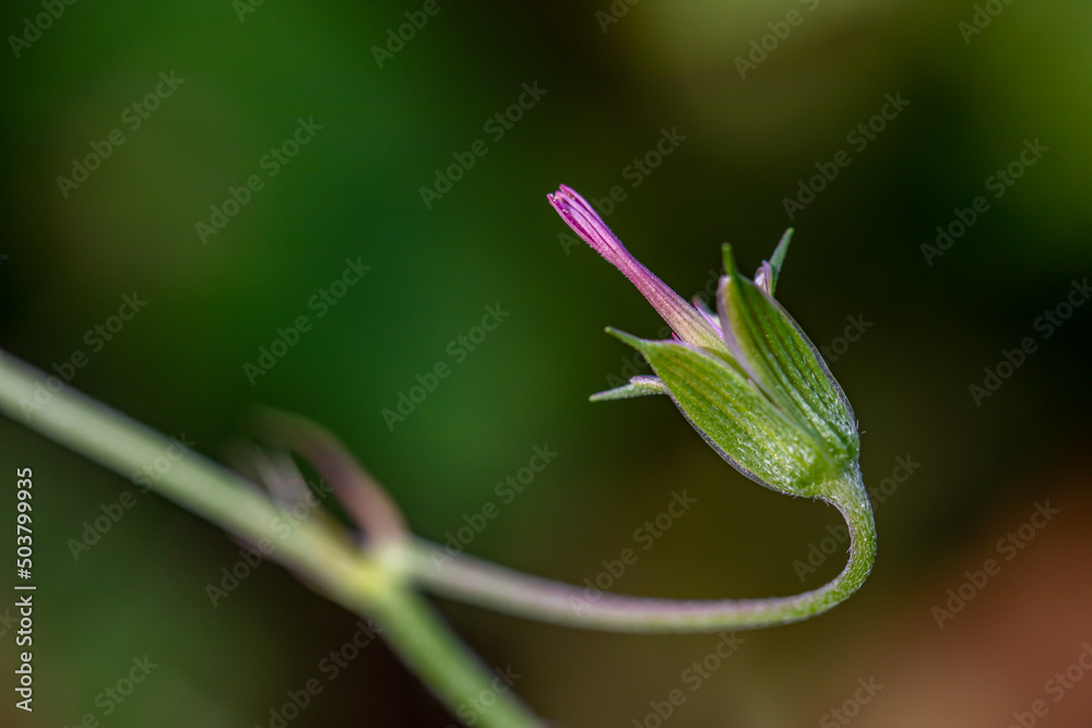 Geranium palustre flower growing in meadow, macro Geranium palustre flower growing in meadow, macro