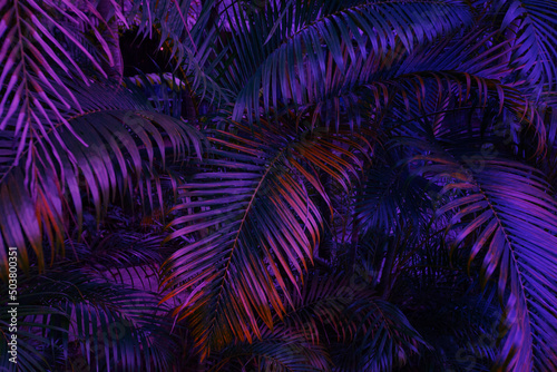tropical background, jungle in neon light, palm tree leaf
