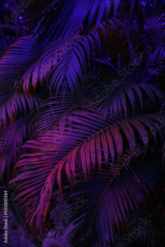 neon light on palm tree leaves, floral background