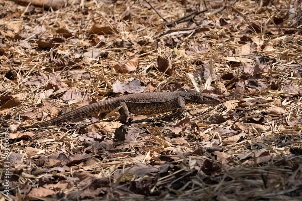 Fototapeta premium Bengal monitor, Varanus bengalensis, lizard walking in India 