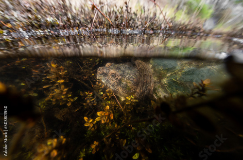 Snapping turtle hanging out in a Massachusetts wild cranberry bog. 