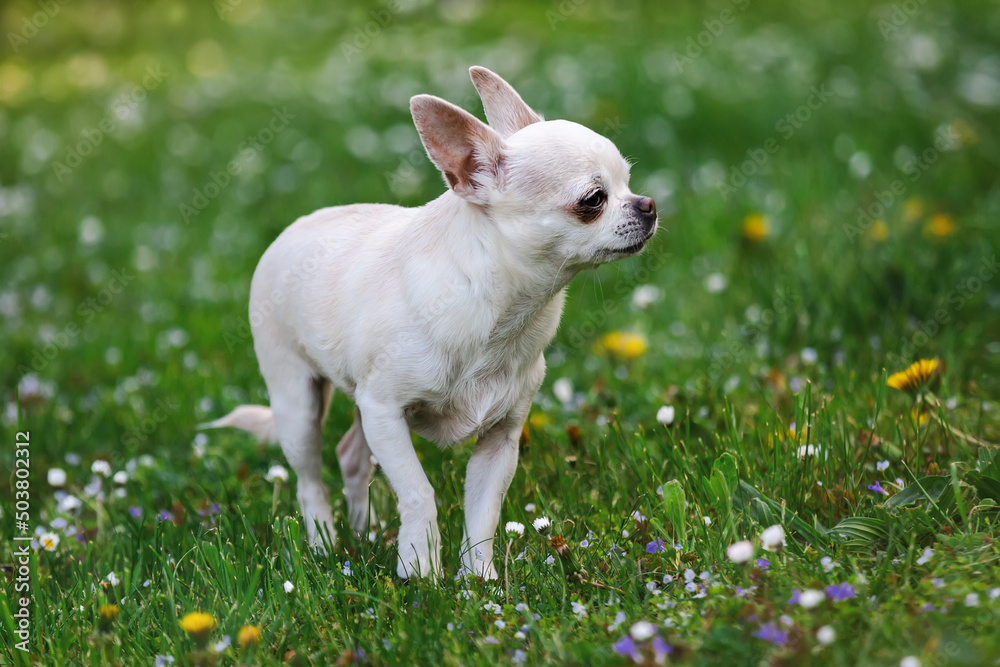 Cute chihuahua dog runs on the lawn .