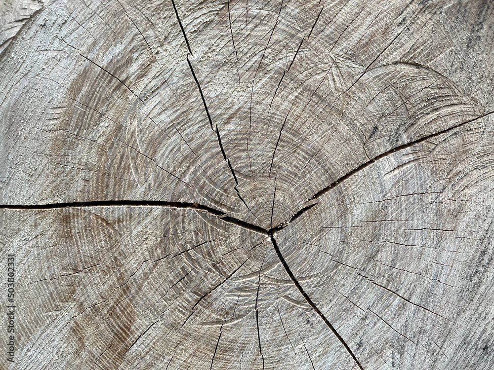 Fototapeta premium The texture of the surface of felled trees with year rings. Background of the felled tree surface with copyspace