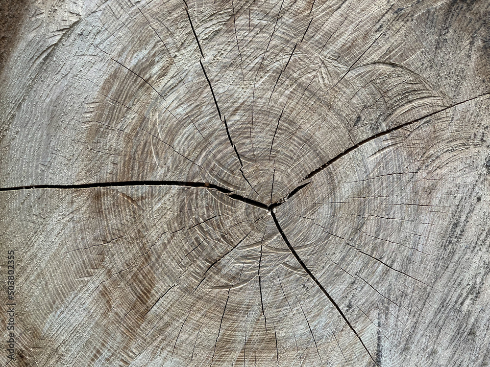 Fototapeta premium The texture of the surface of felled trees with year rings. Background of the felled tree surface with copyspace
