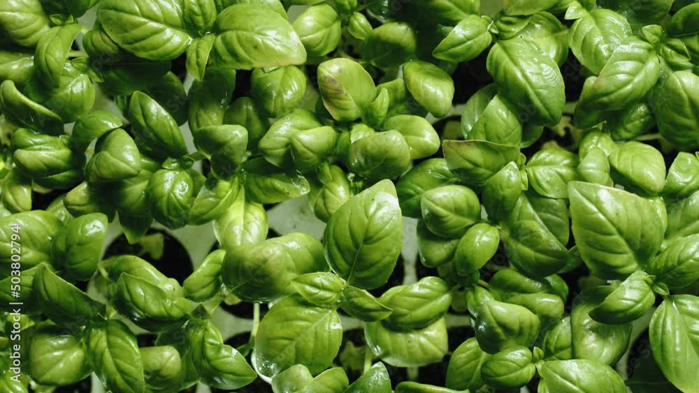 Basil seedlings in cultivation viewed from above rotation