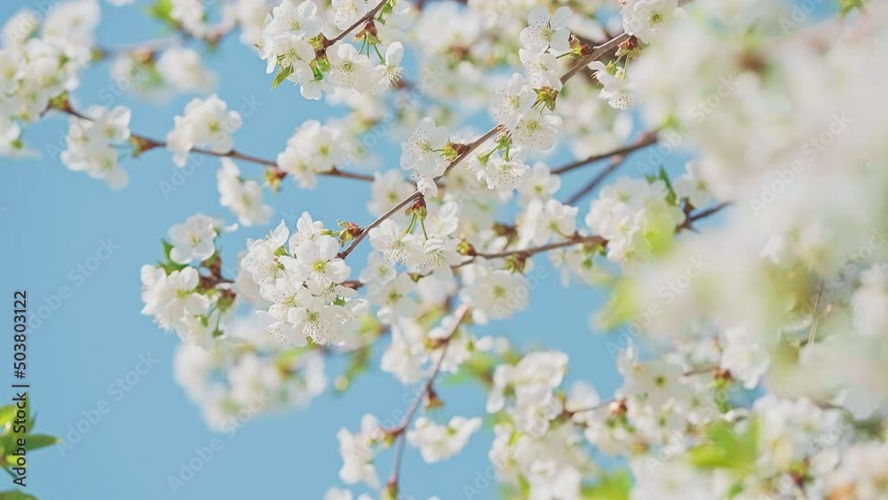 Cherry blossom in full bloom swaying in wind with blue sky Cherry blossom in full bloom swaying in wind with blue sky