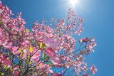 Looking up into a pink flowering dogwood tree with streams of sunlight