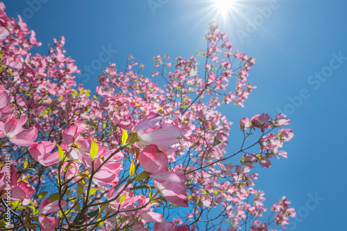Looking up into a pink flowering dogwood tree with streams of sunlight photo
