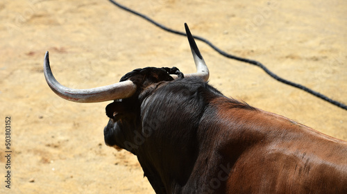 un toro español en un tradicional espectaculo taurino