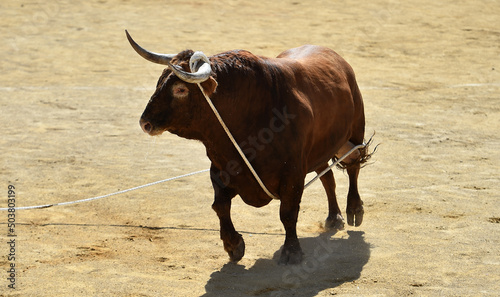 toro bravo español en un tradicional espectaculo de toreo
