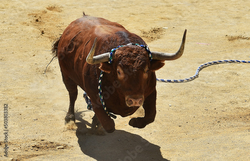 un toro español con grandes cuernos en un espectaculo taurino en una plaza de toros