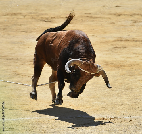 un toro español en un tradicional espectaculo taurino