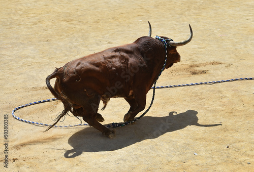 toro español con grandes cuernos en un espectaculo tradicional en una plaza de toros photo