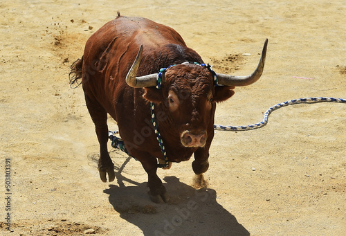toro bravo español en un tradicional espectaculo de toreo