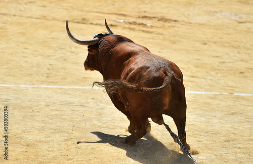 toro español con grandes cuernos en un espectaculo tradicional en una plaza de toros