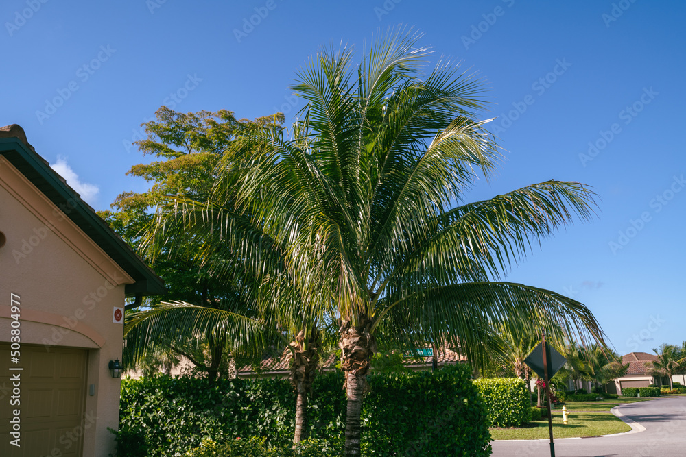 Palm trees in a South Florida golf community, real estate background