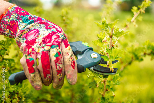 A man cuts raspberries with pruners. Selective focus. People. High quality photo