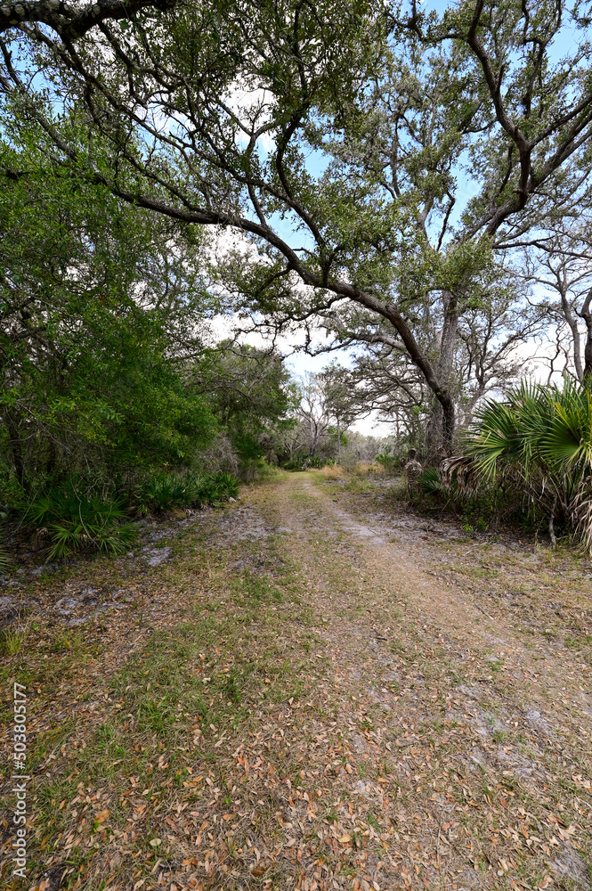 Obraz premium path in the park