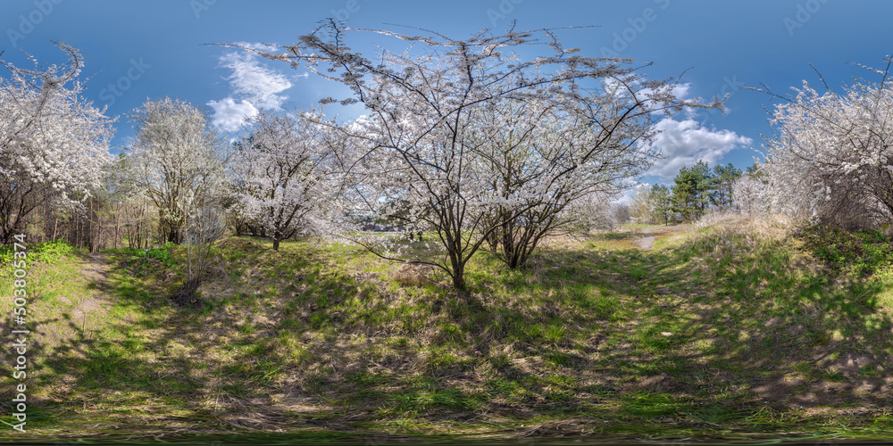 full seamless spherical hdri 360 panorama view in cherry blooming garden with sunny day in equirectangular projection, VR content full seamless spherical hdri 360 panorama view in cherry blooming garden with sunny day in equirectangular projection, VR content
