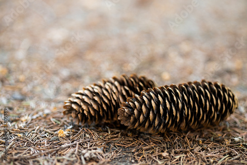 Two pine cones fallen on the ground in the forest.