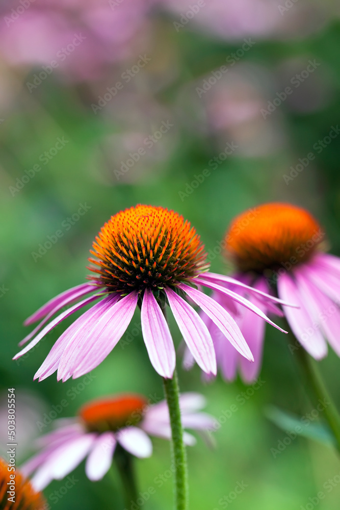 Purple Coneflowers (Echinacea), Assiniboine Park, Winnipeg, Manitoba, Canada.