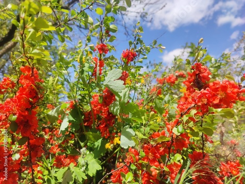 red flowers against sky