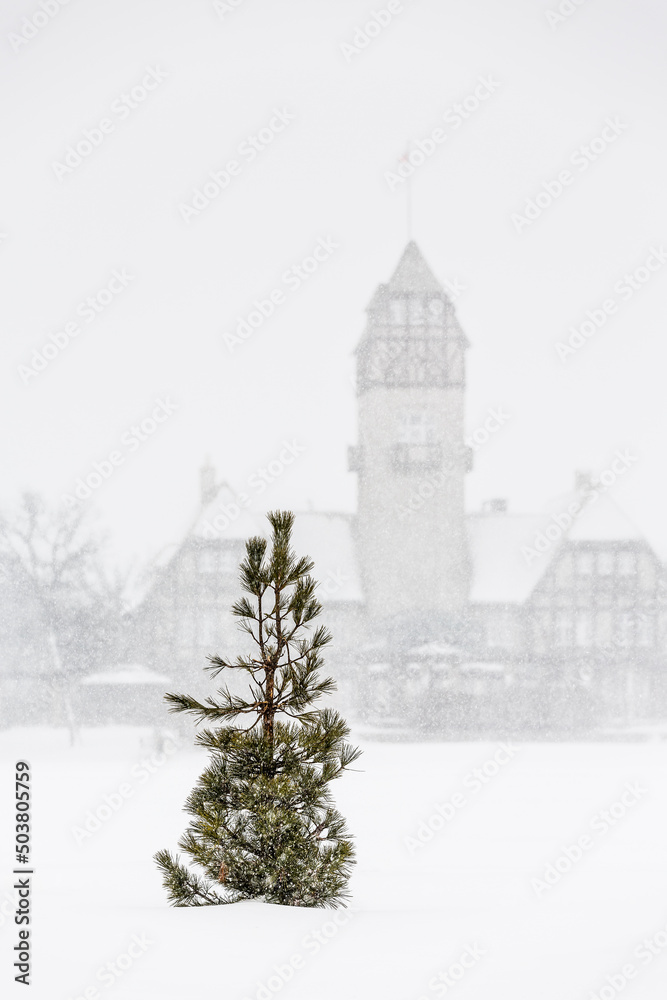 A lone Pine tree in a blizzard, Assiniboine Park Pavilion in the background, Assiniboine Park, Winnipeg, Manitoba, Canada.