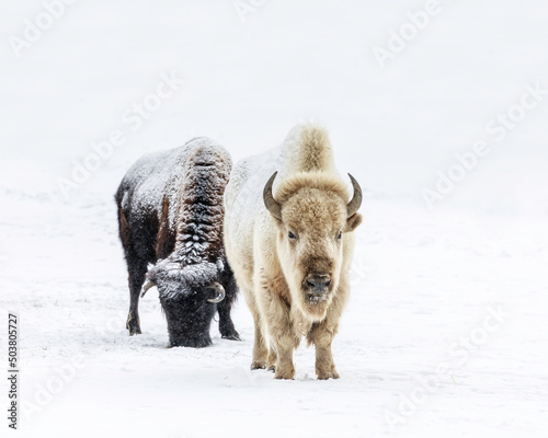 White Bison, or White Buffalo, Bison bison bison, in winter, a rare and sacred animal, Manitoba, Canada. photo