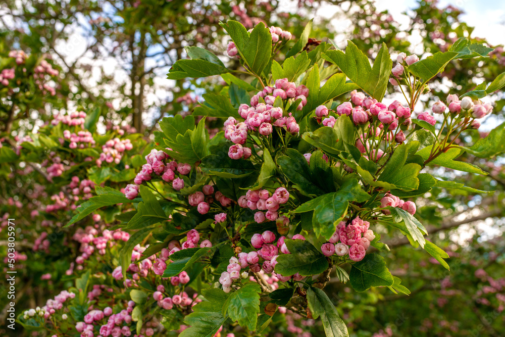 Close-up of blossom branches in the park. Close-up of blossom branches in the park.