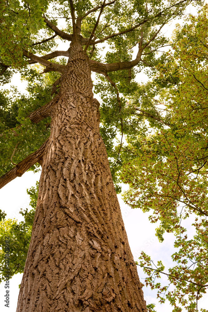 Fototapeta premium Tree trunk, bottom view