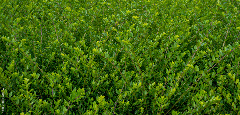 Green bush used as a hedge Green bush used as a hedge