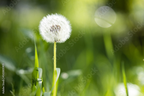 Fototapeta Naklejka Na Ścianę i Meble -  Dandelion seeds in the sunlight blowing away across a fresh green morning background