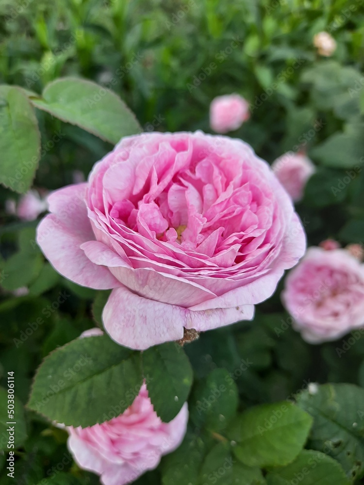 pink flower pink flower