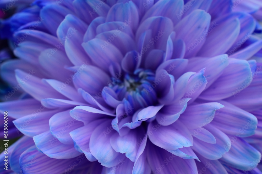 blue dahlia flower blue dahlia flower