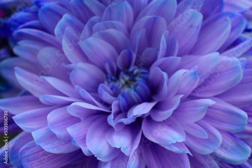 blue dahlia flower © GracefulHeart