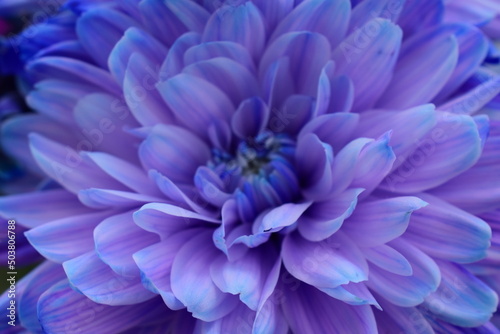 blue dahlia flower