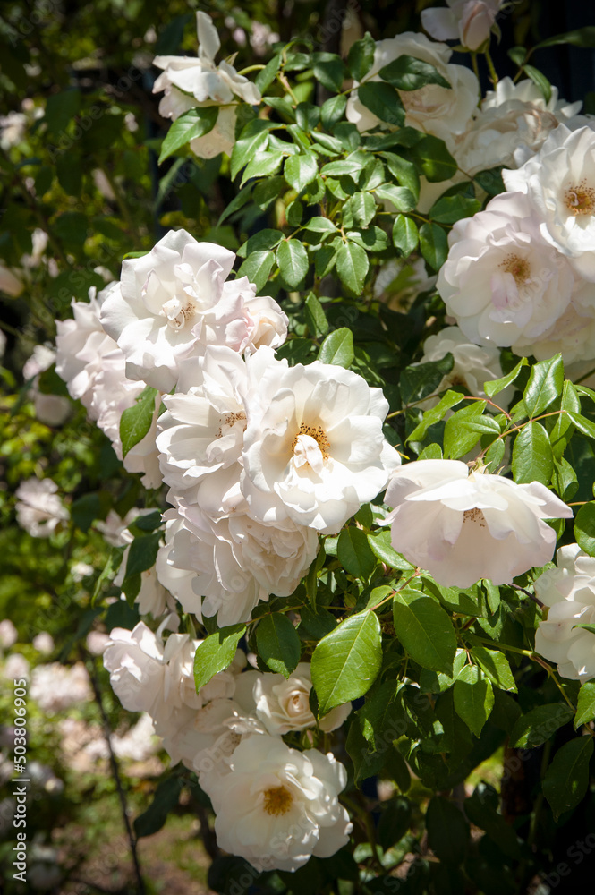Fototapeta premium White Rose flowers in roses garden.