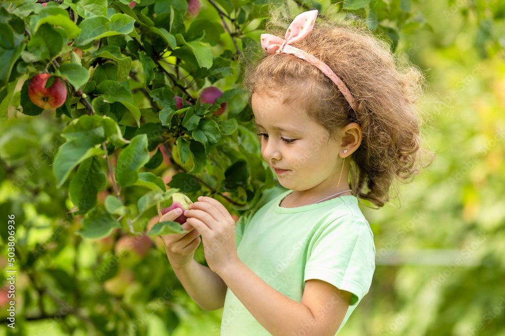 Little cute girl playing in apple tree orchard. Child picking apples on farm in autumn. Kid pick fruit in a basket. Toddler eating fruits at harvest. Outdoor fun for children. Healthy nutrition. Little cute girl playing in apple tree orchard. Child picking apples on farm in autumn. Kid pick fruit in a basket. Toddler eating fruits at harvest. Outdoor fun for children. Healthy nutrition.