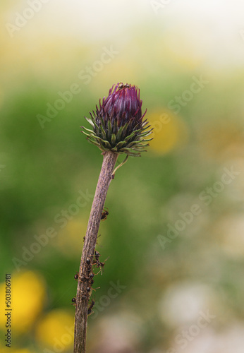 Vertical shot of purple Thistle flower bud with ants on the stem photo