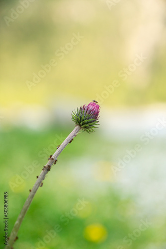 Vertical shot of purple Thistle flower bud with ants on the stem photo