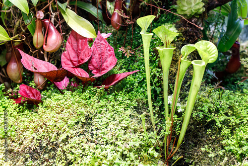 Venus flytrap and Sarracenia in a greenhouse near a makeshift pond in the Apothecary Garden photo