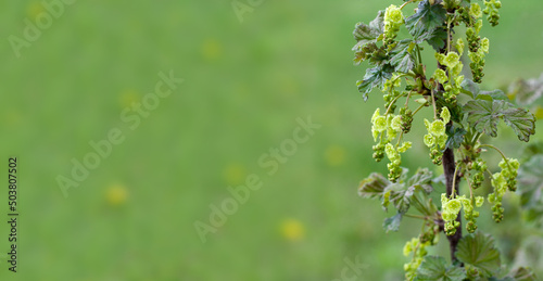 A branch of flowering currant with young leaves on a background of green grass. Blurred background. Springtime banner. Place for text. Selective focus.