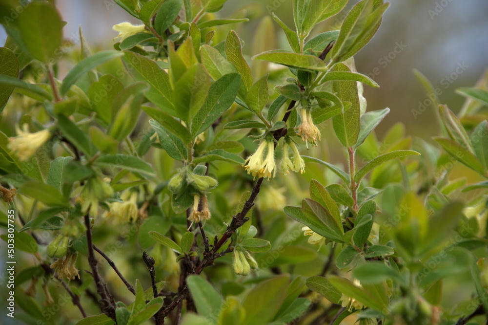 листочки. цветочки. весна.
leaves. flowers. spring. листочки. цветочки. весна.
leaves. flowers. spring.