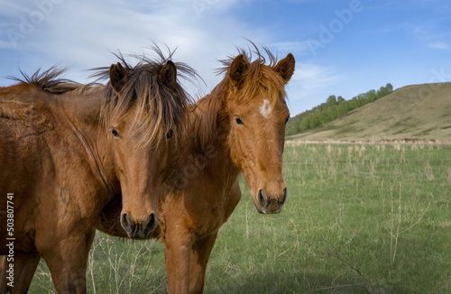 Close-up of horses looking into the lens in a pasture with a mountain in the background.