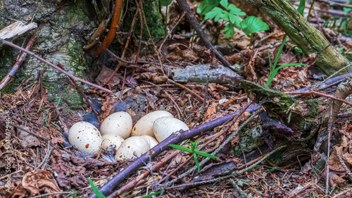 Photography Laying grouse eggs in a nest on the ground