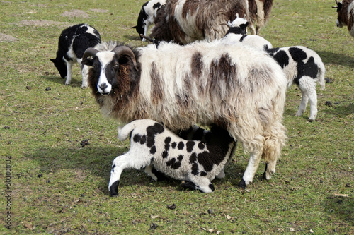 Fotografija Goat breastfeeding its kid in a field with other goats
